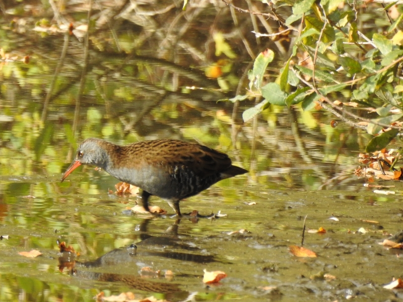 Photo Oiseaux Râle d'eau