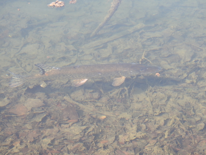 DSCN1328.JPG