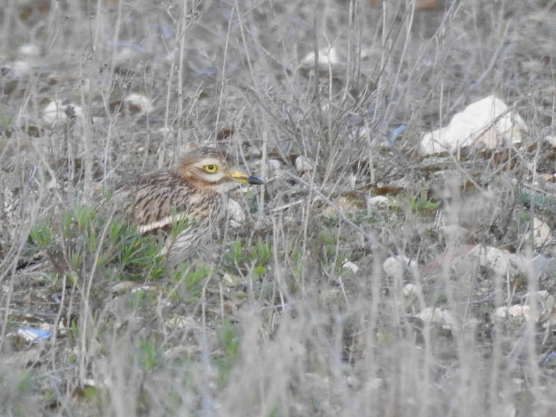 Photo Oiseaux oedicnème criard