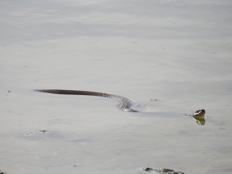 DSCN8770.JPG