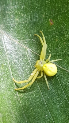 Araignées