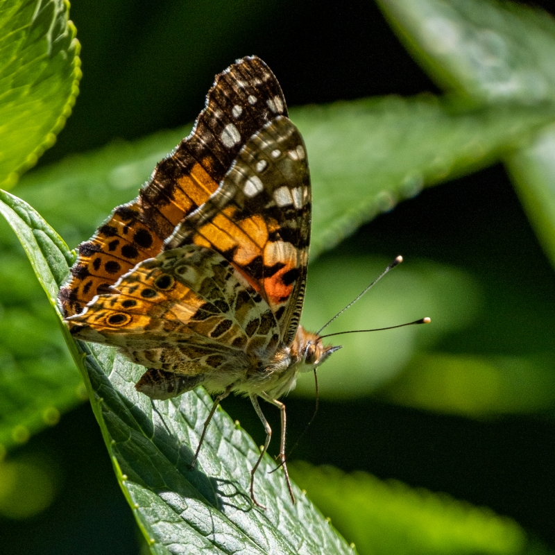 DSCF4086.jpg