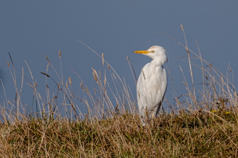 DSCF4330.jpg