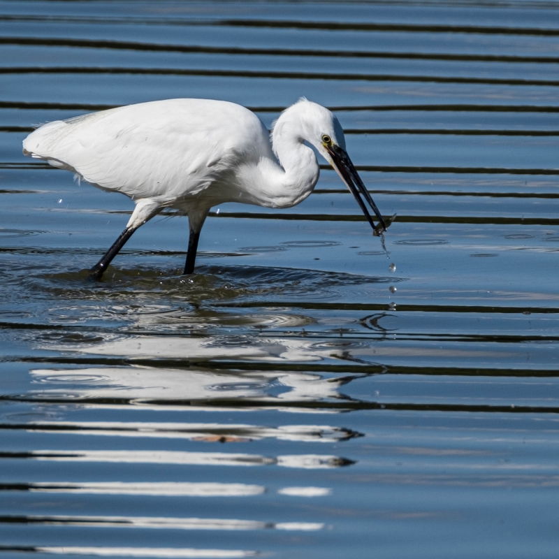Photo Oiseaux