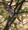 Photo nature