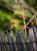 Photo nature