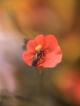 Photo nature