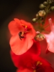 Photo nature