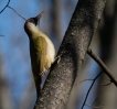 Photo nature