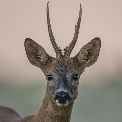 Chevreuil (Capreolus capreolus) Brocard
