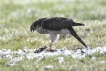 Épervier d\'Europe (Accipiter nisus) femelle