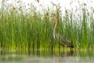Oiseaux Héron pourpré (Ardea purpurea)