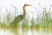  Héron pourpré (Ardea purpurea)