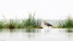 Oiseaux Héron pourpré (Ardea purpurea)