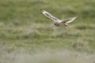 Oiseaux Hibou des marais (Asio fammeus)
