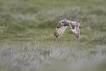 Oiseaux Hibou des marais (Asio fammeus)