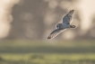 Oiseaux Hibou des marais (Asio fammeus)