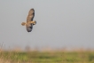 Oiseaux Hibou des marais (Asio fammeus)