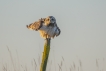 Oiseaux Hibou des marais (Asio fammeus)