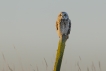 Oiseaux Hibou des marais (Asio fammeus)