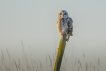 Oiseaux Hibou des marais (Asio fammeus)