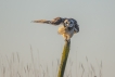 Oiseaux Hibou des marais (Asio fammeus)