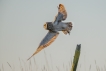 Oiseaux Hibou des marais (Asio fammeus)