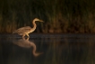 Oiseaux Héron pourpré (Ardea purpurea)