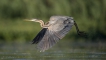 Oiseaux Héron pourpré (Ardea purpurea)
