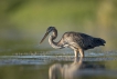 Oiseaux Héron pourpré (Ardea purpurea)