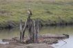 Oiseaux Hibou des marais (Asio fammeus)