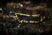 Amphibiens Salamandre tachetée (Salamandra salamandra)