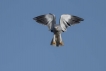 Oiseaux Elanion blanc (Elanus caeruleus)