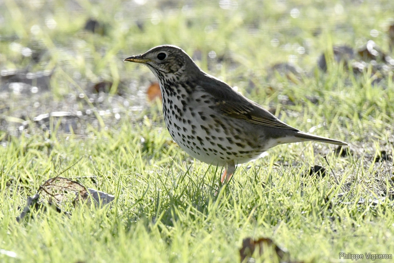 Photo Oiseaux Grive musicienne (Turdus philomelos)