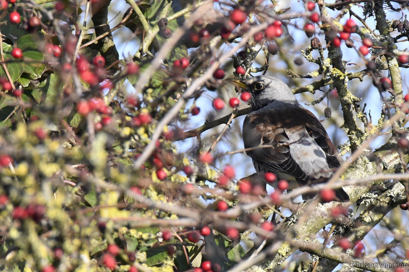 Photo Oiseaux Grive litorne (Turdus pilaris)