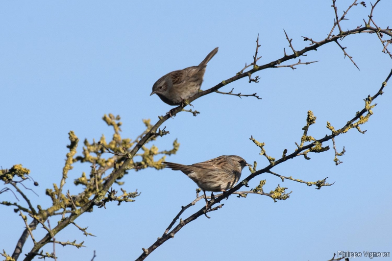 Photo Oiseaux Accenteur mouchet (Prunella modularis)