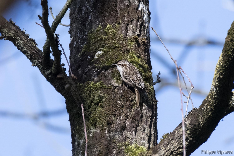 Photo Oiseaux Grimpereau des jardins (Certhia brachydactyla)