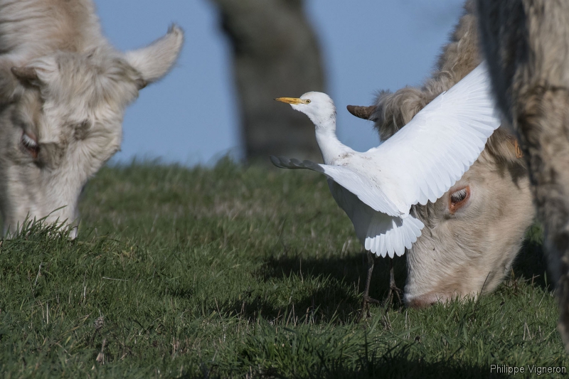 Photo Oiseaux Héron garde-boeufs (Bubulcus ibis)