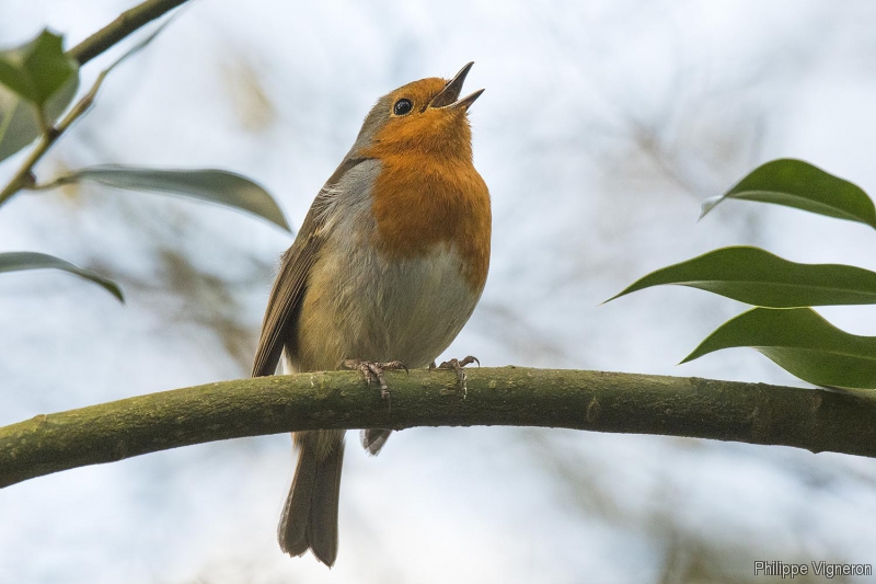 Photo Oiseaux Rouge-gorge familier (Erithacus rubecula)