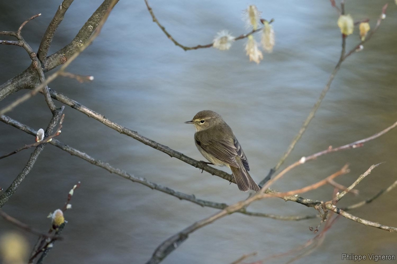 Photo Oiseaux Pouillot véloce (Phylloscopus collybita)