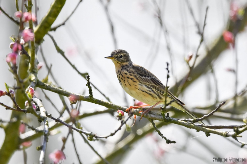Photo Oiseaux Pipit farlouse (Anthus pratensis)