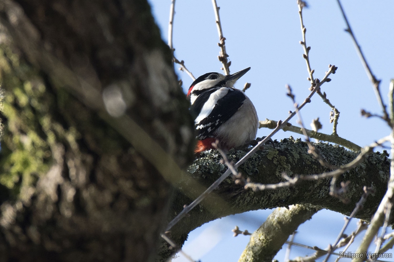 171701_3971_pic_epeiche_male.jpg Pic épeiche (Dendrocopos major)