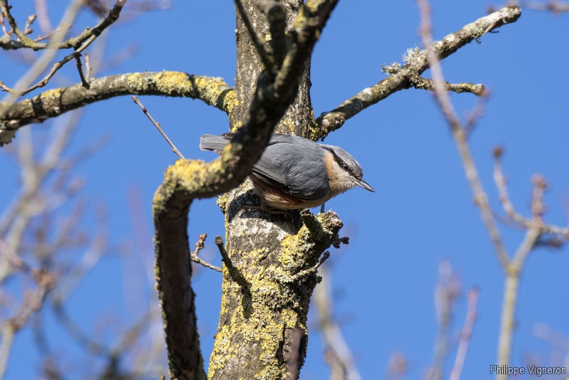 171701_4051_sittelle.jpg Sittelle torchepot (Sitta europaea)