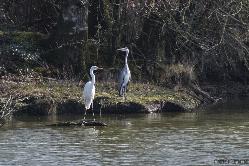 Photo Oiseaux Grande aigrette (Egretta alba), Héron cendré (Ardea cinerea)