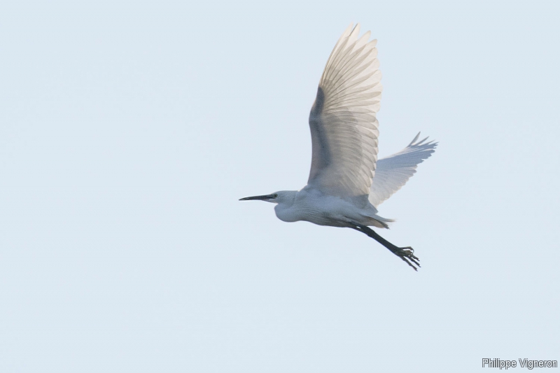 Photo Oiseaux Grande aigrette (Egretta alba)