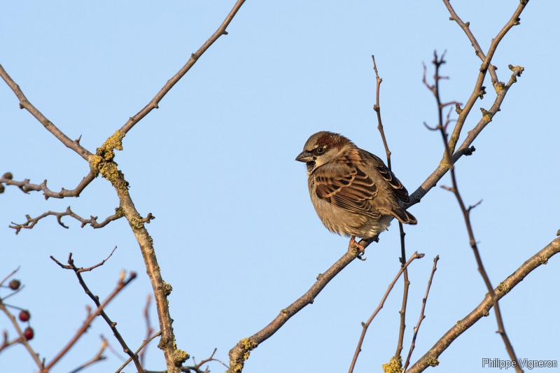 Photo Oiseaux Moineau domestique (Passer domesticus) mâle
