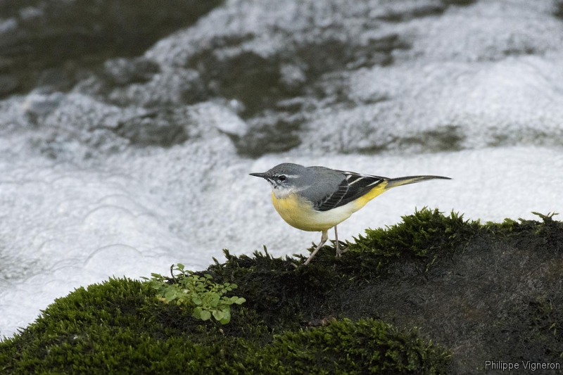 Photo Oiseaux Bergeronnette des ruisseaux (Motacilla cinerea)