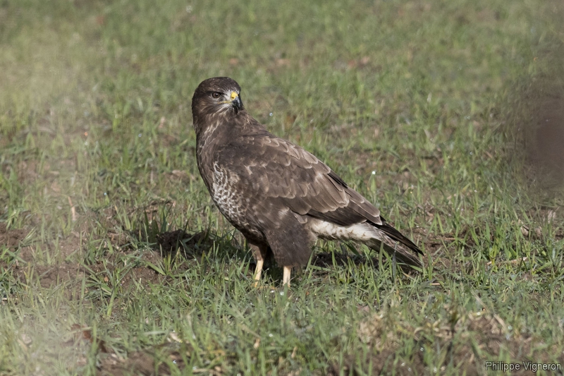 Photo Oiseaux Buse variable (Buteo Buteo)