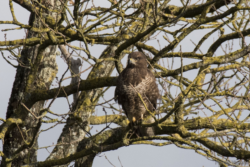 Photo Oiseaux Buse variable (Buteo Buteo)
