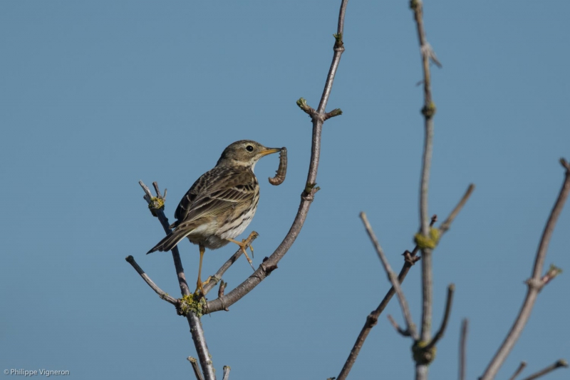 Photo Oiseaux Pipit farlouse (Anthus pratensis)